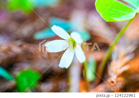 初夏の高清水トレイルの植物　遊歩道脇に咲くミヤマカタバミの花4　岡山県苫田郡鏡野町 124122961