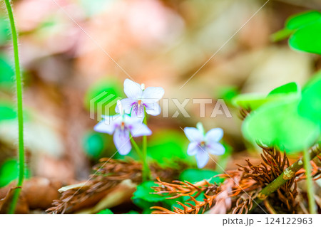 初夏の高清水トレイルの植物 タチツボスミレ3 岡山県苫田郡鏡野町 初夏の高清水トレイルの植物 タチツボスミレ3 岡山県苫田郡鏡野町 124122963