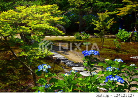 勧修寺の紫陽花 124123127