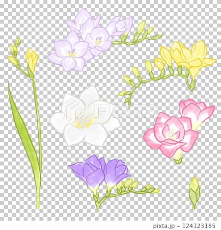 小蒼蘭插圖 124123185