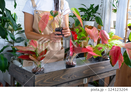 Woman unpacks a box with a parcel of potted flowers of red aglaonem - order wrapped tropical plants, delivery. Sale, safe shipment of plants from the store, packaging. Flower shop, home business Woman unpacks a box with a parcel of potted flowers of red aglaonem - order wrapped tropical plants, delivery. Sale, safe shipment of plants from the store, packaging. Flower shop, home business 124123204