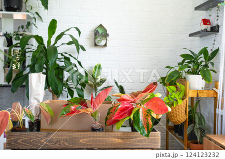 Unpacking red aglaonemas from the nursery's parcel box - order wrapped tropical plants, delivery. Sale, safe shipment of plants from the store, packaging. Flower shop, home business 124123232