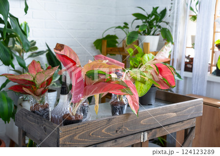 Different varieties of tropical aglaonemes on the floral table in the interior of the house. The flower hobby of a potted plant breeder 124123289