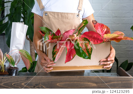 Woman unpacks a box with a parcel of potted flowers of red aglaonem - order wrapped tropical plants, delivery. Sale, safe shipment of plants from the store, packaging. Flower shop, home business Woman unpacks a box with a parcel of potted flowers of red aglaonem - order wrapped tropical plants, delivery. Sale, safe shipment of plants from the store, packaging. Flower shop, home business 124123295