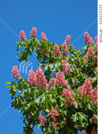 flowering red horse chestnut in spring 124123333