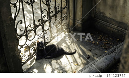 Black cat resting in ornate wrought iron window frame casting decorative shadows. Atmospheric vintage architectural detail with feline silhouette creating artistic light patterns 124123785