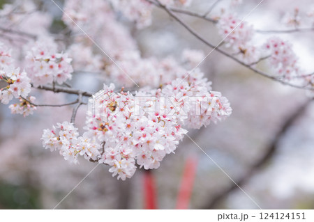 【日本】千葉県の法華経寺に咲く満開の桜の花 124124151