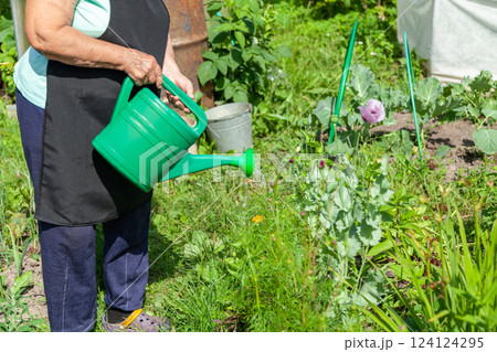 Watering Green Plants with a Watering Can on a Garden Plot Watering Green Plants with a Watering Can on a Garden Plot 124124295