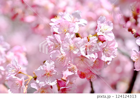 桜咲く 桜咲く 124124313