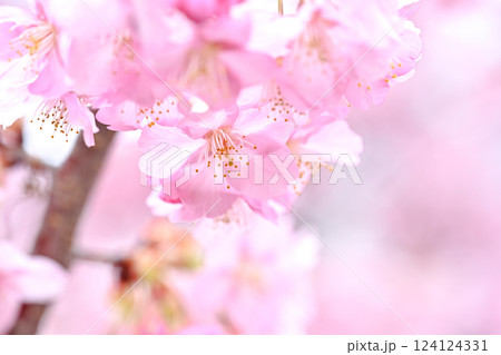 桜咲く 124124331