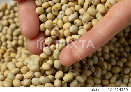 Hands pouring organic raw soybeans close-up. 124124380