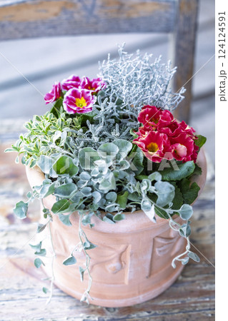赤い花とシルバーリーフの寄植え 124124591