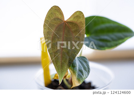 珍しいアンスリウムの交配種 観葉植物 珍しいアンスリウムの交配種 観葉植物 124124600