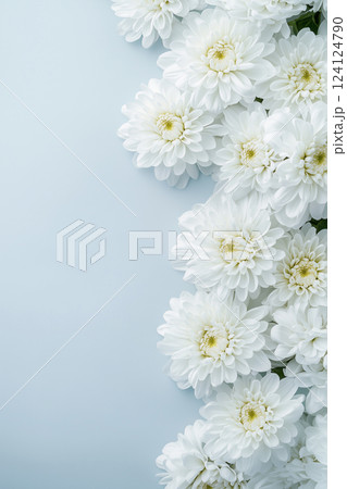 菊の背景素材 菊の背景素材 124124790