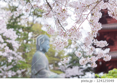 【日本】千葉県の法華経寺の満開の桜の木々と仏像の横顔 124125049