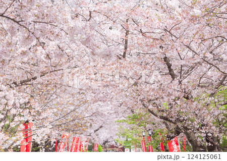 【日本】千葉県の法華経寺の参道に立ち並ぶ満開の桜の木々 124125061