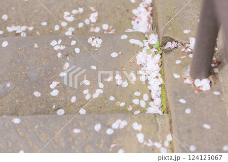 【日本】千葉県の法華経寺の階段の隅に吹き溜まる桜の花びら 124125067