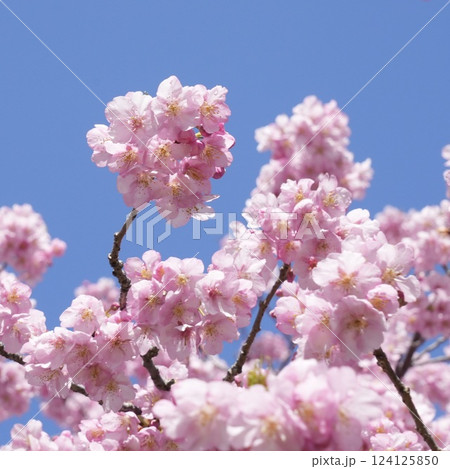 青空に映えるピンクの河津桜 124125850