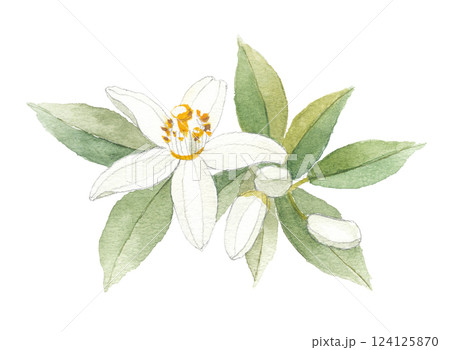 水彩で描いた橙の花 124125870