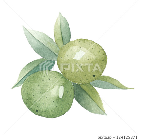 水彩で描いた橙　ダイダイ 124125871