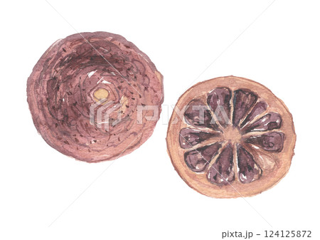 水彩で描いた橙 ダイダイ 枳実 キジツ 水彩で描いた橙 ダイダイ 枳実 キジツ 124125872
