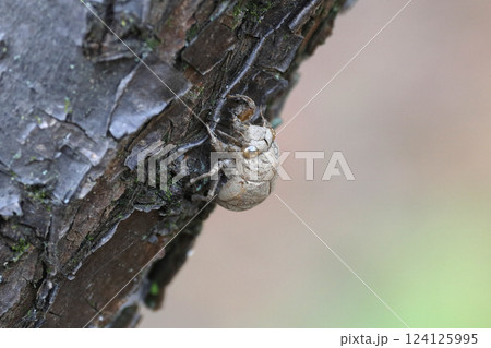 ニイニイゼミの抜け殻 124125995