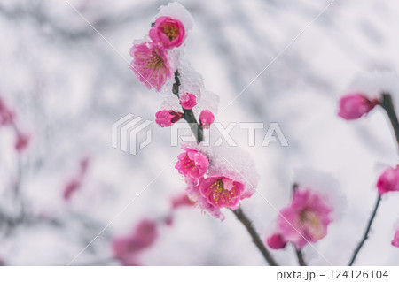 雪を纏った梅の花 雪を纏った梅の花 124126104