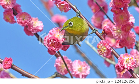 満開の紅梅にメジロさん (春イメージ)( 躍動イメージ ) 満開の紅梅にメジロさん (春イメージ)( 躍動イメージ ) 124126850
