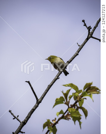 桜の枝にとまるメジロ 124127213