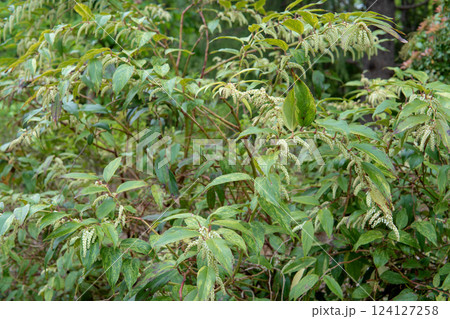 セイヨウイワナンテン（アキシラス）／蕾を付けて枝垂れた枝 124127258