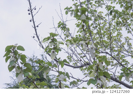 白い花(2枚の苞葉)と前年の実が付いているハンカチノキ 白い花(2枚の苞葉)と前年の実が付いているハンカチノキ 124127260