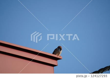 赤い屋根に止まる雀 赤い屋根に止まる雀 124127293