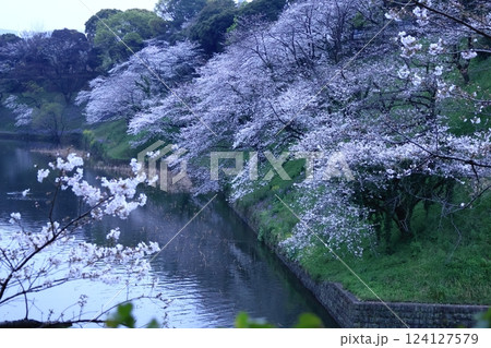 春爛漫満開 124127579