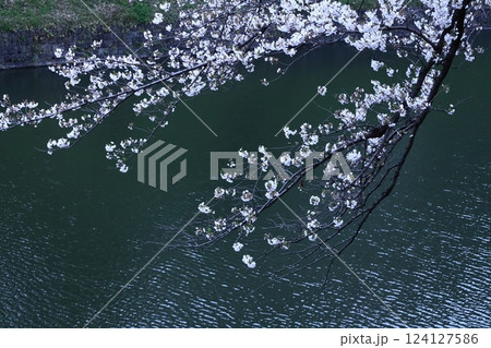 春爛漫満開 124127586