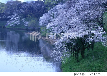 春爛漫満開 春爛漫満開 124127599