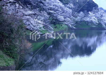 春爛漫満開 春爛漫満開 124127604