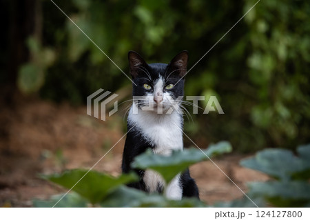 A cat with white and black stripes is in the garden. 124127800