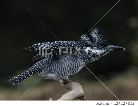 Crested Kingfisher on the branch at Chiang Dao District Chiangmai Province Thailand ( animal portrait ). 124127812