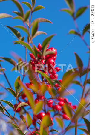 青空に伸びる実をつけたナンテン 124127813