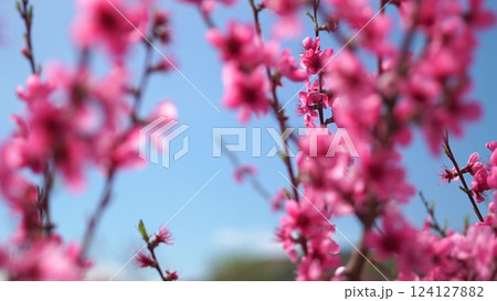**Flowers Branches Sky Springtime** - Close up of pink flowers blooming on branches against a blue sky during the springtime. 124127882