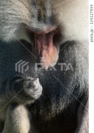 Baboon Portrait Zoo Animal Closeup. A hamadryas baboon stares intensely at the camera, its long, gray fur and prominent snout visible. 124127934