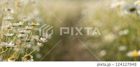 Daisy Chamomile background. Beautiful nature scene with blooming chamomilles in sun flare. Sunny day. Summer flowers. 124127948