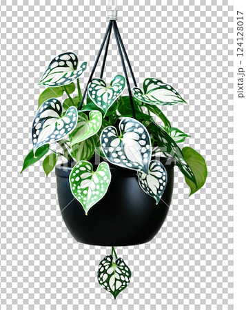 Silver Satin Pothos in a hanging black ceramic pot, trailing silver-patterned green leaves, isolated floating in motion on transparent. 124128017