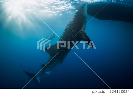 Giant whale shark and woman freediver underwater in blue ocean. 124128024