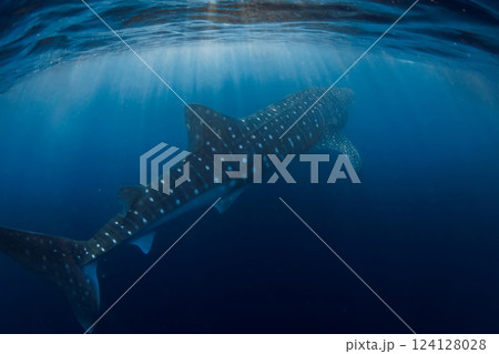 Whale shark swims in blue ocean. Giant shark underwater Whale shark swims in blue ocean. Giant shark underwater 124128028
