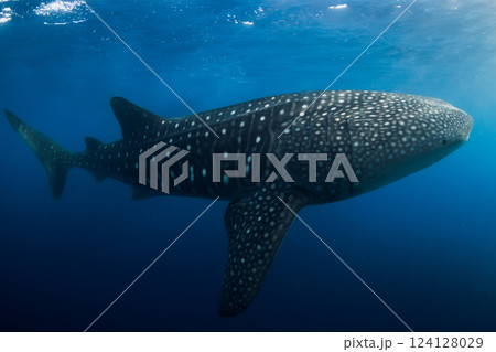 Whale shark in blue ocean. Giant whale shark swimming underwater in tropical waters 124128029