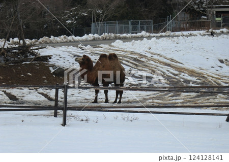 雪が積もる秋吉台自然動物公園、サファリランド、山口県、寒波 124128141