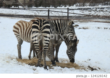 雪が積もる秋吉台自然動物公園、サファリランド、山口県、寒波 124128142
