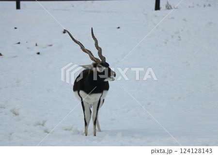 雪が積もる秋吉台自然動物公園、サファリランド、山口県、寒波 雪が積もる秋吉台自然動物公園、サファリランド、山口県、寒波 124128143