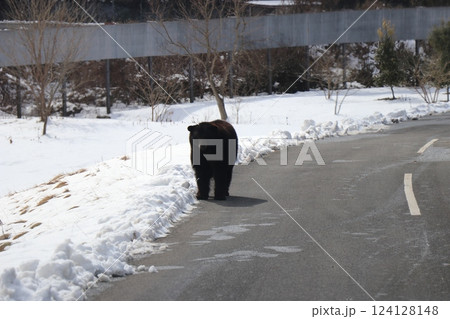 雪が積もる秋吉台自然動物公園、サファリランド、山口県、寒波 124128148